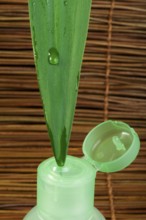 Green cosmetic bottle, green leaf and drop