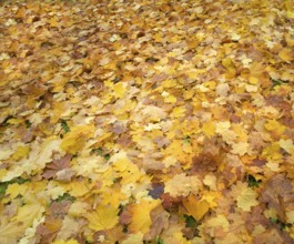 Carpet of autumn fallen foliage