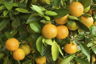 Orange fruit Bonsai Tree at Malaysia Asia