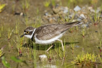 Little Ringed Plover (Charadrius dubius) Germany