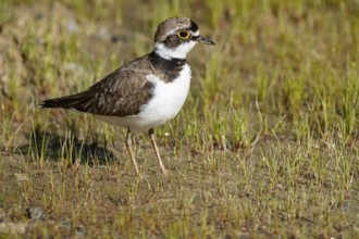 Little Ringed Plover (Charadrius dubius) Germany