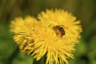 Close-up of a bee on a yellow dandelion in nature, North Rhine-Westphalia, Germany, Europe