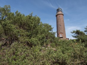 Brick lighthouse rises out of a dense forest with a clear sky, zingst, mecklenburg-vorpommern,