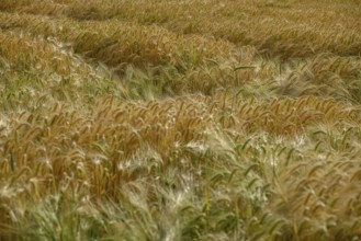 Golden grain field in a summery atmosphere, borken, münsterland, germany