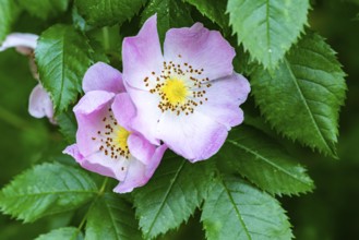 Full-length close-up of two pink flowers of a dog rose (Rosa canina) with a yellow centre