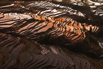 Rice field terrace, yunnan, china