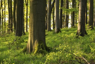 Sunny spring forest with trunks of tall beech trees (Fagus) and green grass on the forest floor,