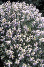 Kurunji flowers strobilanthes lanatus nees acanthaceae flowering in Mukurthi national park, Ooty,