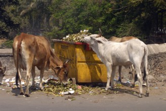 Cows eating garbage at foot of Parvati Pune, Maharashtra, India, Asia