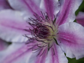 Close-up of a pink clematis flower with detailed stamens and delicate petals, borken, westphalia,