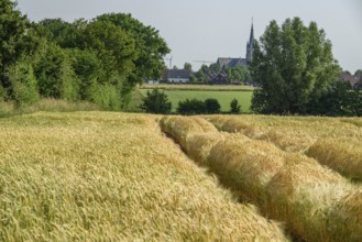 Wheat field in the foreground with a village church and trees in the background, borken,