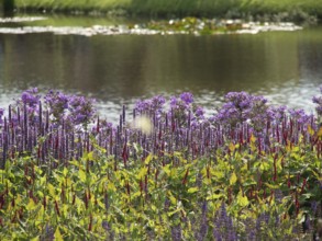 Riverside with purple flowers, quiet and natural environment, papenburg, emsland, germany