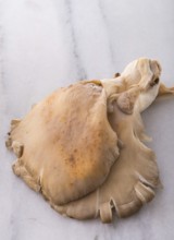 Pleurotus