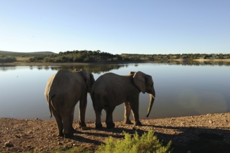 Elephant south africa