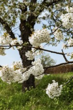 White cherry tree blossoms in front of a tree in spring in an orchard with green grass and blue sky