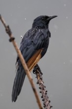 Red-winged Starling (Onychognathus morio), Qwabi Private Game Reserve, Biosphere Reserve, Limpopo,