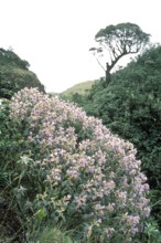 Kurunji flowers strobilanthes lanatus nees acanthaceae flowering in Mukurthi national park, Ooty,