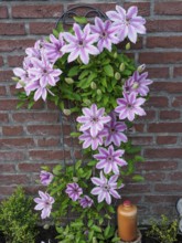 Lush pink clematis flowers on a brick wall, surrounded by green leaves, with a decorative climbing