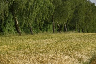 Wheat field with a row of tall green trees at the edge, borken, münsterland, germany