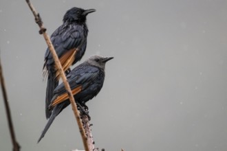 Red-winged Starling (Onychognathus morio) front female, back male, Qwabi Private Game Reserve,