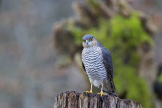 Sparrowhawk (Accipiter nisus) ml Germany