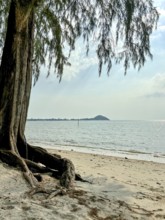 Large tree on a quiet beach overlooking the sea and a distant island, koh samui, thailand