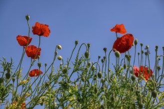 Red poppies and green plants under a blue sky, borken, münsterland, germany