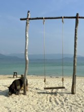 Lonely wooden swing seat on the beach with sea view, pig in the foreground, koh samui, thailand