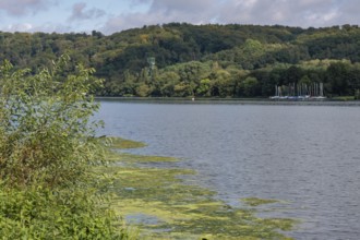 An overgrown lake with algae and surrounding wooded hills under a cloudy sky, essen, germany