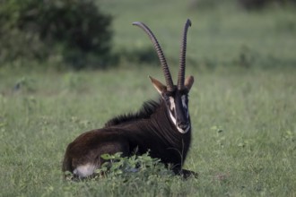 Sable antelope (Hippotragus niger), male, Qwabi Private Game Reserve, Biosphere Reserve, Limpopo,