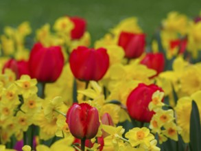 Bright red tulips among yellow daffodils forming a lively floral pattern, Borken, westphalia,