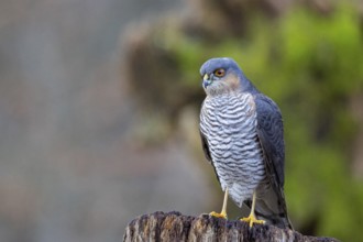 Sparrowhawk (Accipiter nisus) ml Germany