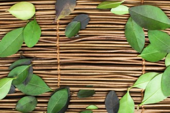 Wooden background and leafs. Border of leafs and copy space