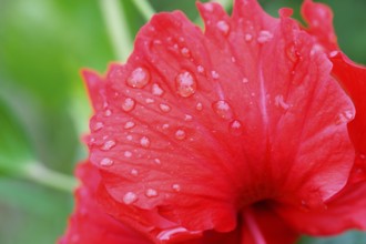 Red hibiscus flower