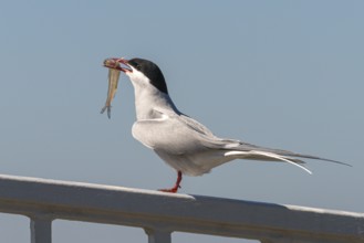 Common Tern (Sterna hirundo) with a small fish as a bridal gift, Wesselburenerkoog,