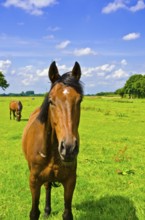 Horse portrait