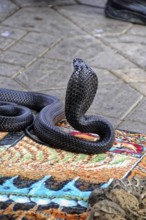 UNESCO World Heritage Site, Marrakech, Morocco, A black cobra on a carpet in a traditional snake