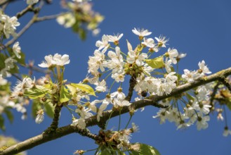 White cherry blossoms on a branch in front of a clear blue sky, Lower Saxony, Germany, Europe