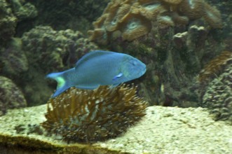 Moon Wrasse fish blue, Green Island, Cairns, Queensland, Australia, Oceania