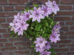 Delicate pink clematis flowers in front of a brick wall, spreading out decoratively on a climbing