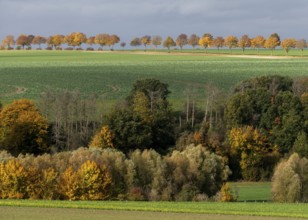 Büren, avenue near the Wewelsburg castle in autumn