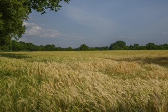 Wide wheat field with trees in the background under a clear sky, borken, münsterland, germany