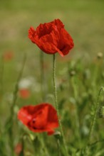 Red poppy flower standing upright in a green field on a sunny day, borken, münsterland, germany