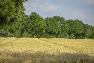 Extensive grain field with trees under a blue sky, borken, münsterland, germany