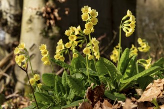 Group of Common cowslips (Primula veris) with yellow flowers in a spring forest, North