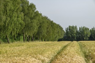 Field at the edge of a forest with trees in summer, borken, münsterland, germany