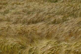 Golden brown grain fields with wind waves, borken, münsterland, germany