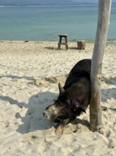 A pig resting next to a wooden pole on the beach overlooking the sea, koh samui, thailand