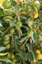 Close-up of green fruits and leaves on a plant bush, penang, malaysia