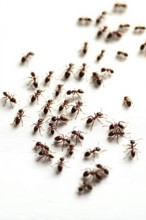 Captured in a studio setting, a multitude of ants traverse a bright, white surface. This high-angle